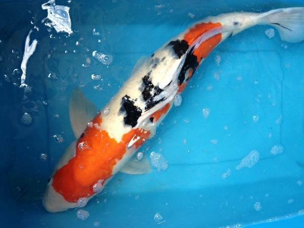 Koi Fish Photo